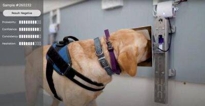 Открытие в Израиле: собаки научились распознавать рак