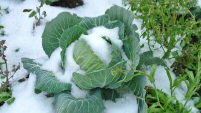 Производители капусты в Узбекистане понесли огромные потери из-за аномальных холодов