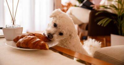 Никаких угощений со стола. Какой человеческой едой не стоит кормить свою собаку - focus.ua - Украина