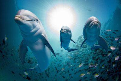 В Бразилии дельфины командуют рыбаками