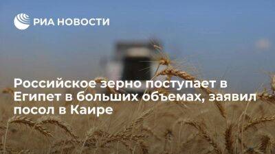 Посол Борисенко: российское зерно поступает в Египет в больших объемах, чем прежде
