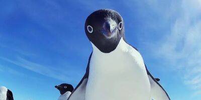 На новозеландском побережье нашли останки пингвина. Его вес превышал 150 килограммов - obzor.lt - Новая Зеландия - штат Коннектикут