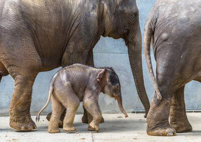 Пражский зоопарк объявил конкурс на лучшее имя для слоненка