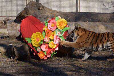Зоопарк в Одессе проводит конкурс Пара года: как участвовать | Новости Одессы