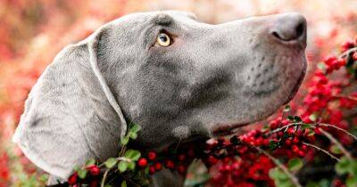 Глаз не отвести: 8 самых красивых пород собак в мире (видео)