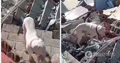 Землетрясение в Турции – пес ищет хозяина под завалами – видео