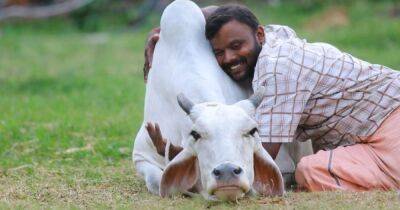 "День коровьих объятий": в Индии попытались переименовать День святого Валентина, — CNN (фото)
