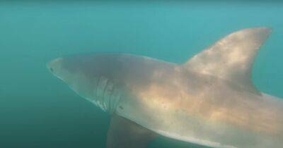 "Сработал инстинкт": дайвер ударил голодную агрессивную акулу и выжил (фото, видео)