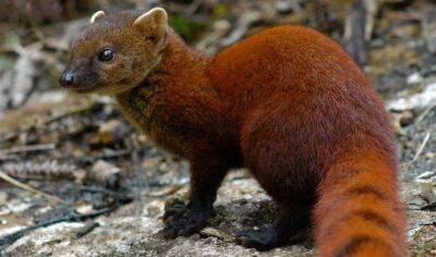 15 странных, но замечательных существ, обитающих на Мадагаскаре