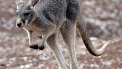 Рост популяции кенгуру - угроза Австралии
