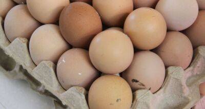 Сразу на 40%: цена на яйца резко изменится — названа дата