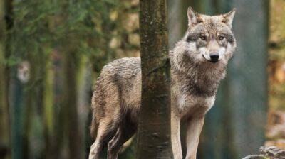 Впервые с 1998 года в Германии увеличилась популяция волков