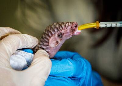 Пражский зоопарк рассказал, как дела у новорожденного панголина