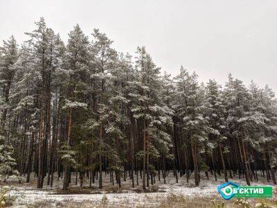 Лесхозу на Харьковщине не разрешили рубить заповедные дубы на дрова — Куц