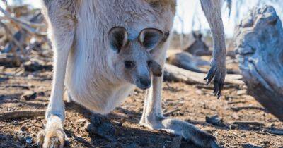 Неожиданный поворот. Фекалии кенгуру помогут коровам сократить выбросы метана в атмосферу