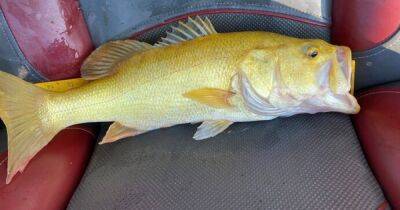 В США поймали "золотую" рыбу с редкой мутацией, которая делает ее легкой добычей (фото)