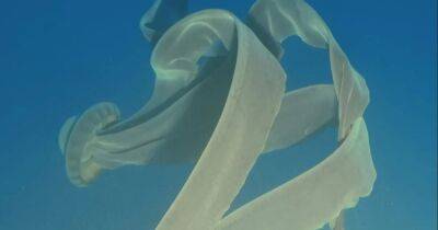 Как гигантский рулон туалетной бумаги. У берегов Антарктиды встретили гигантского фантома океана (фото)
