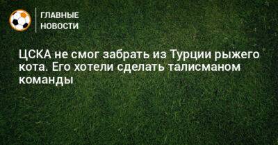 ЦСКА не смог забрать из Турции рыжего кота. Его хотели сделать талисманом команды