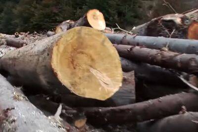 Госэкоинспекция сообщила о масштабной незаконной рубке леса на территории Ужанского НПП