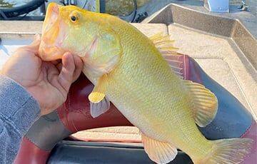В США выловили редчайшую золотую рыбу