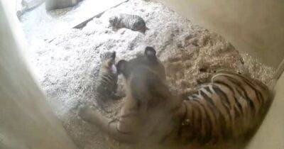 История Симбы в квадрате. В зоопарке Честера родились редкие суматранские тигрята-близнецы (фото)