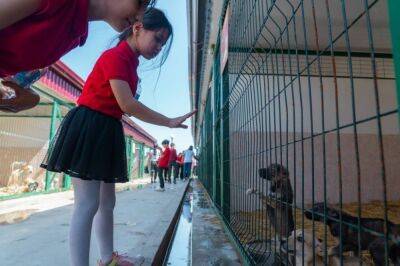 Наше общество еще не готово заботиться о бездомных животных - работники приюта "Мехр" о поисках спонсора