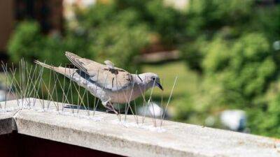Как отвадить голубей от своей квартиры: советы специалистов