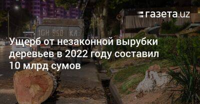 Ущерб от незаконной вырубки деревьев в 2022 году составил 10 млрд сумов
