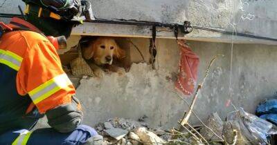В Турции спасли собаку, которая провела под завалами 200 часов (видео)