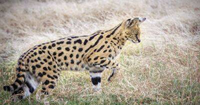 Мини-леопард. Почему роскошые сервалы – кошки далеко не для всех (фото, видео)