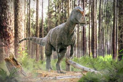 Эра динозавров – археологи нашли метровый отпечаток лапы мегалозавра