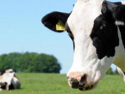 В Нидерландах на одной из ферм обнаружили коровье бешенство