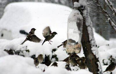 Жителям Тверской области предлагают покормить птиц и поучаствовать в конкурсе