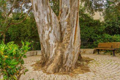 В двух израильских школах деревья обрушились прямо во дворе
