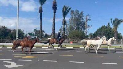 Видео: лошади скачут по скоростному шоссе в округе Ха-Шарон