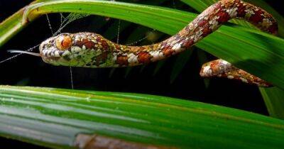 Леонардо Ди-Каприо - Обнаружены новые виды змей: имя для одной из них придумал Леонардо Ди Каприо (фото) - focus.ua - США - Украина - Колумбия - Панама - Республика Панама