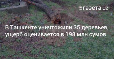 В Ташкенте уничтожили 35 деревьев, ущерб оценивается почти в 200 млн сумов