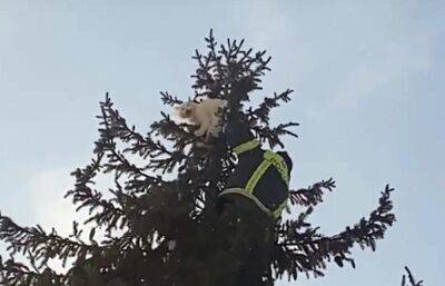 В Кимрах спасатели сняли с елки кошку, просидевшую там два дня