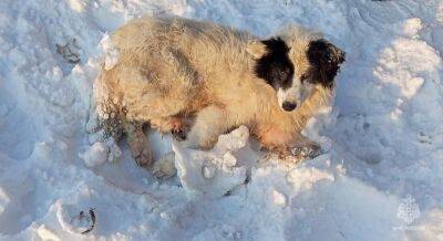 В Кимрах спасли травмированную собаку