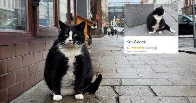 Толстый черно-белый кот стал туристической достопримечательностью польского Щецина (видео)