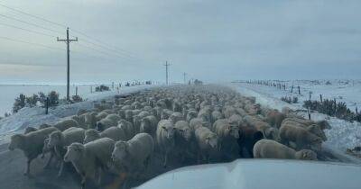 Проезд запрещен: в США огромное стадо овец заблокировало трассу (видео)