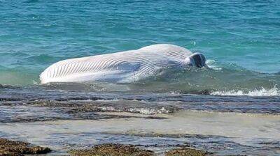 На побережье Израиля выбросило мертвого кита, ученые изучают причины гибели