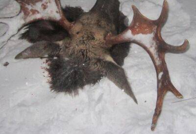 В Тверской области по следам шин и останкам убитого животного нашли браконьера