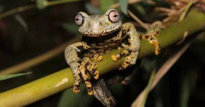 Моя прелесть. В горах Эквадора обнаружили потустороннюю лягушку из "Властелина колец"