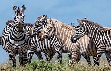 Ученые выяснили, как именно полоски защищают зебр