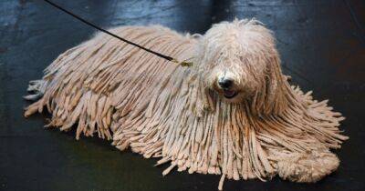 Собака-"швабра", или Что нужно знать о невероятной и редкой породе комондор