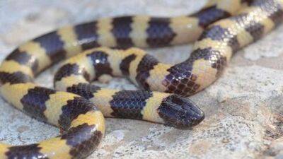 В Израиле обнаружили новое семейство змей, возникшее 50 млн лет назад
