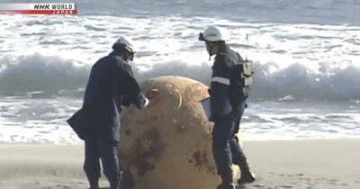 Яйцо Годзиллы. На пляж в Японии выбросило металлический шар, обеспокоивший местные власти