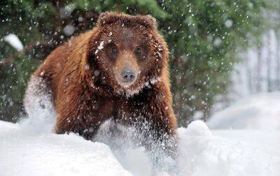 На Закарпатье из-за теплой зимы не все медведи впали в спячку