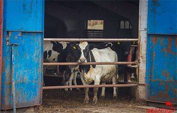 На ферме в Климовичском районе сильный ветер сильно ударил животновода по лбу створкой ворот